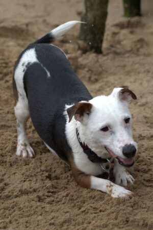 Dog in play pose